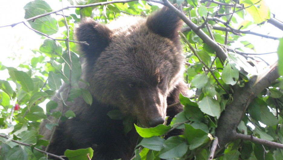 Минприроды прокомментировало прогулку медвежонка в центре Барнаула