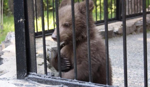 Алтайский медвежонок-сирота нашел новый дом в Новосибирском зоопарке.