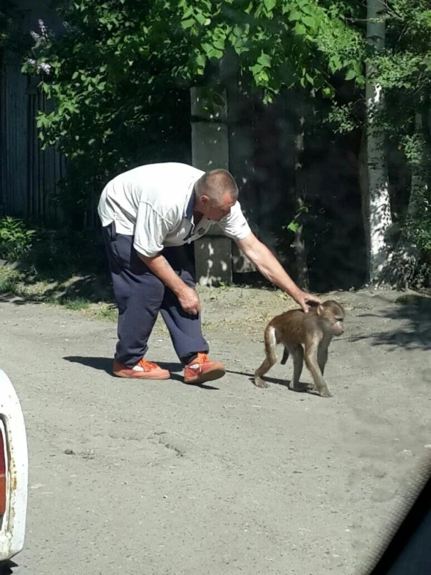 В Барнауле обезьяна гуляла по улицам.