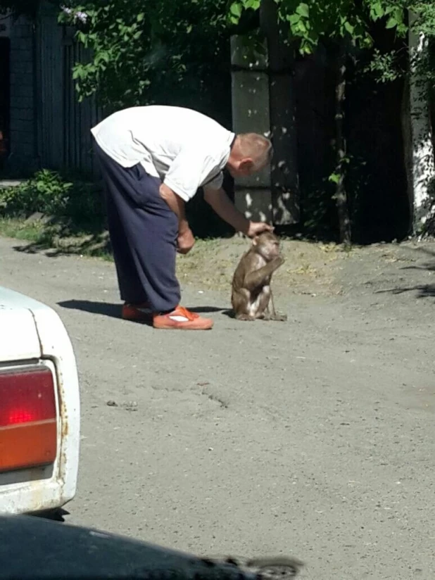 В Барнауле обезьяна гуляла по улицам.