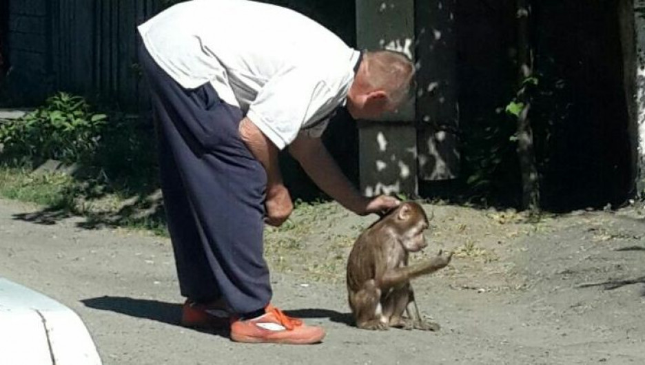 В Барнауле обезьяна гуляла по улицам.
