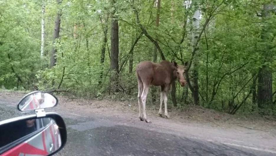 На Лесном тракте сбили лося.