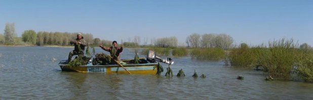 На алтайских водоёмах строят "гнёзда" для рыбы.