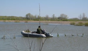 На алтайских водоёмах строят "гнёзда" для рыбы.