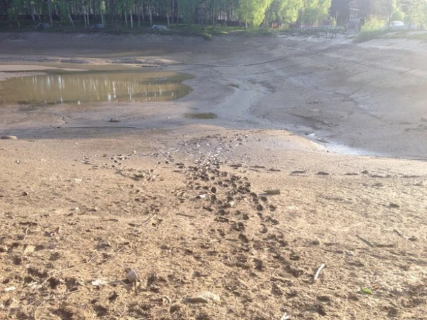 В Новосибирской области спустили пруд.