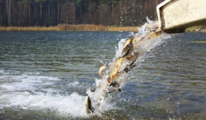 Зарыбление озера Мостового.