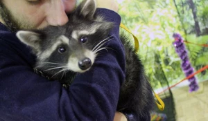 "Трогательный зоопарк и Добрые гады": енот-полоскун "Лёля".