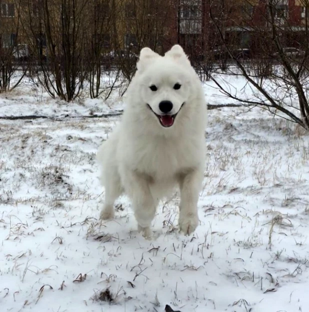 Снег 1 июня в Новом Уренгое.