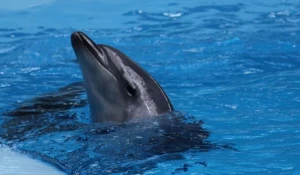 Афалина, дельфин.
