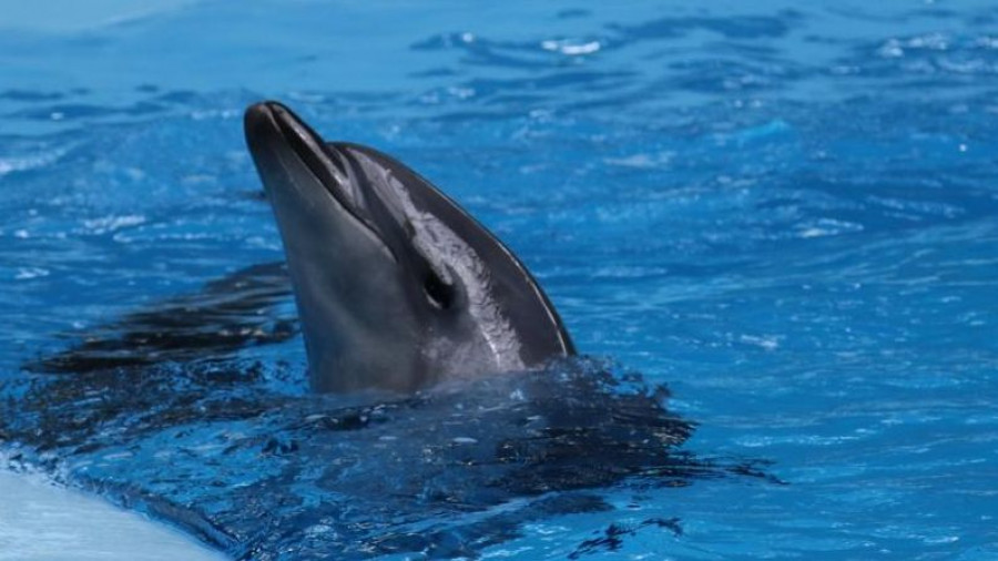 В России запретят вылавливать дельфинов для развлекательных центров