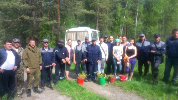 Сотрудники "Алтайлеса" и Западно-Сибирской железной дороги высадили деревья в приобском бору.