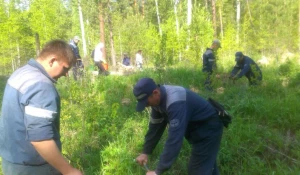 Сотрудники "Алтайлеса" и Западно-Сибирской железной дороги высадили деревья в приобском бору.