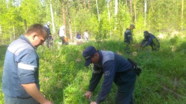 Сотрудники "Алтайлеса" и Западно-Сибирской железной дороги высадили деревья в приобском бору.