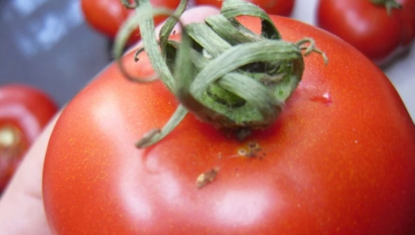 Засыхание и опадение цветов томата, причины и что делать