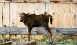 Под Белокурихой родился зубренок.