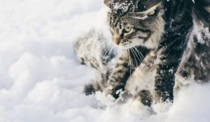 Кошка зимой.