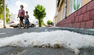Тополиный пух в Барнауле.