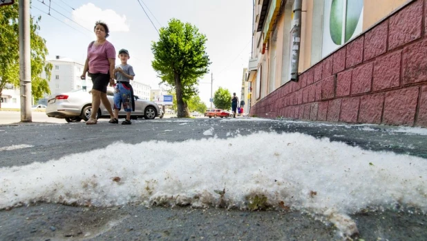 Тополиный пух в Барнауле.