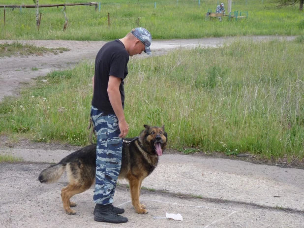 Соревнования лучших специалистов-кинологов органов и подразделений внутренних дел Алтайского края.