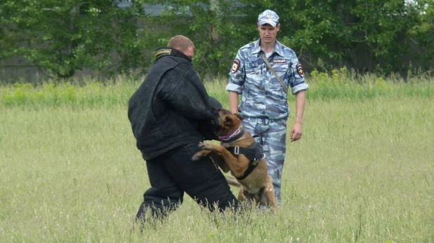 Соревнования лучших специалистов-кинологов органов и подразделений внутренних дел Алтайского края.