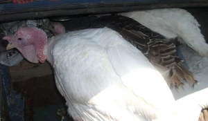 На границе с Казахстаном задрежали индюков без документов.