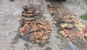 В Рубцовске уничтожили польские яблоки.