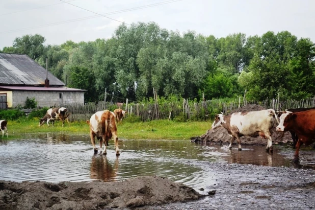 Паводок в Затоне. 2016 год.