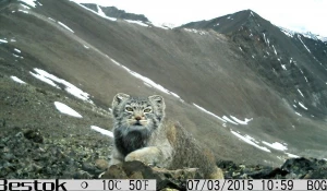 Снимки манула с фотоловушки. Южная часть хребта Чихачёва (Республика Алтай). 
