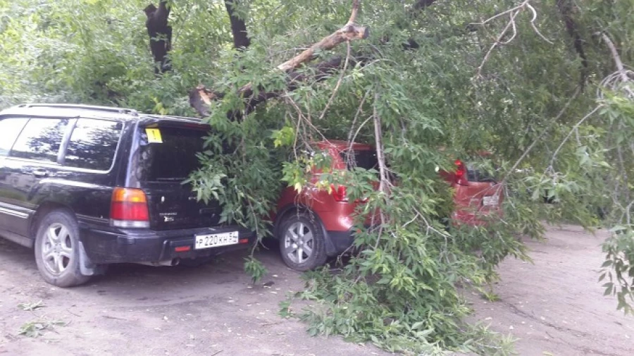 Дерево упало на ул. Социалистической, 64