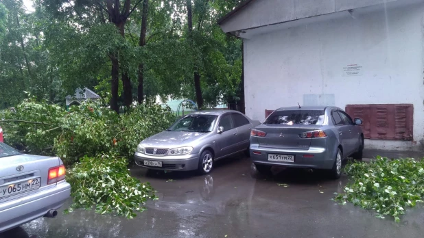 Дерево упало на Павловском тракте