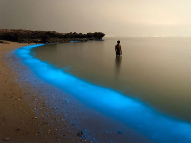 Фитопланктон Bioluminous Larak, Иран.