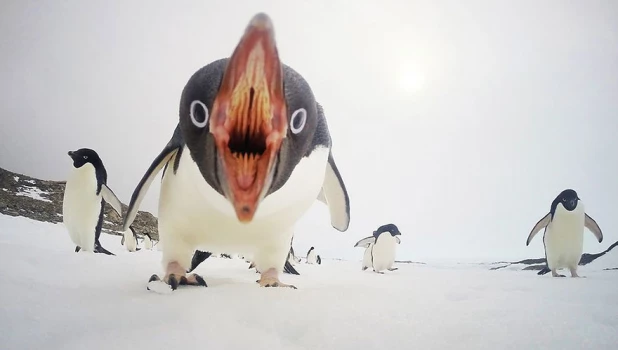 Когда пингвины атакуют, Антарктида.