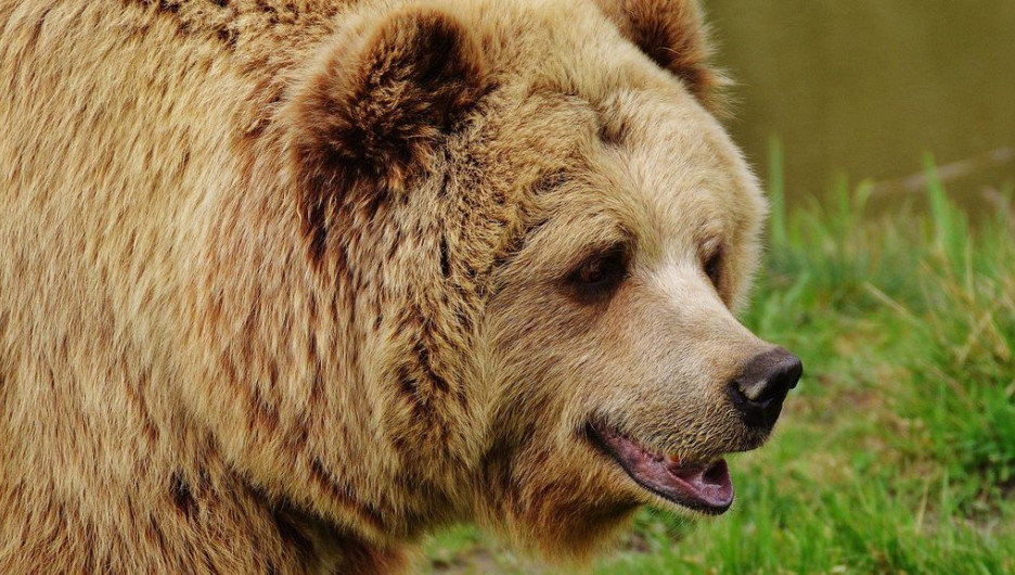 Медведь задрал ночного сторожа в Сибири
