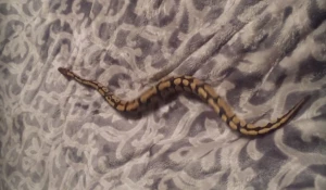 Питон на одеяле