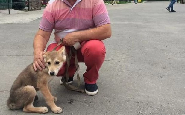 Волкособ Дикси будет жить в Барнаульском зоопарке.