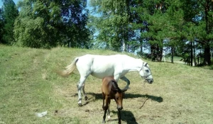 Контактный зоопарк.