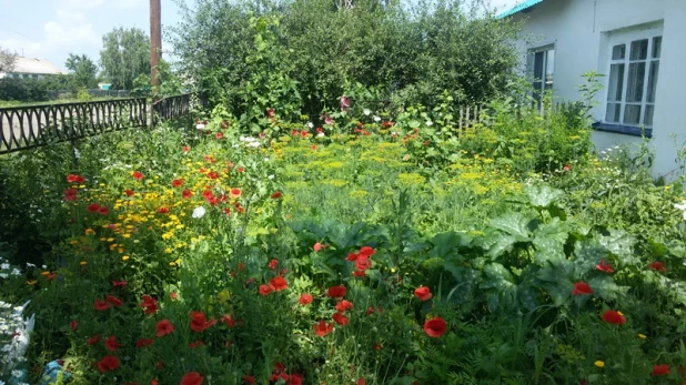 У жителя Алейского района обнаружили маковую клумбу.