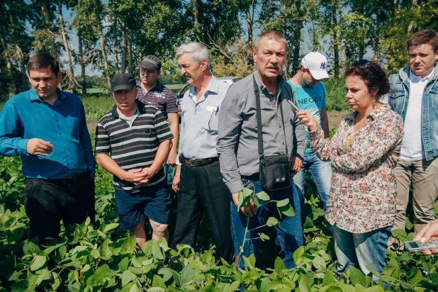 На Алтае планируют в разы увеличить посевы высокопротеиновой сои.