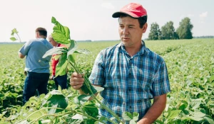 На Алтае планируют в разы увеличить посевы высокопротеиновой сои.