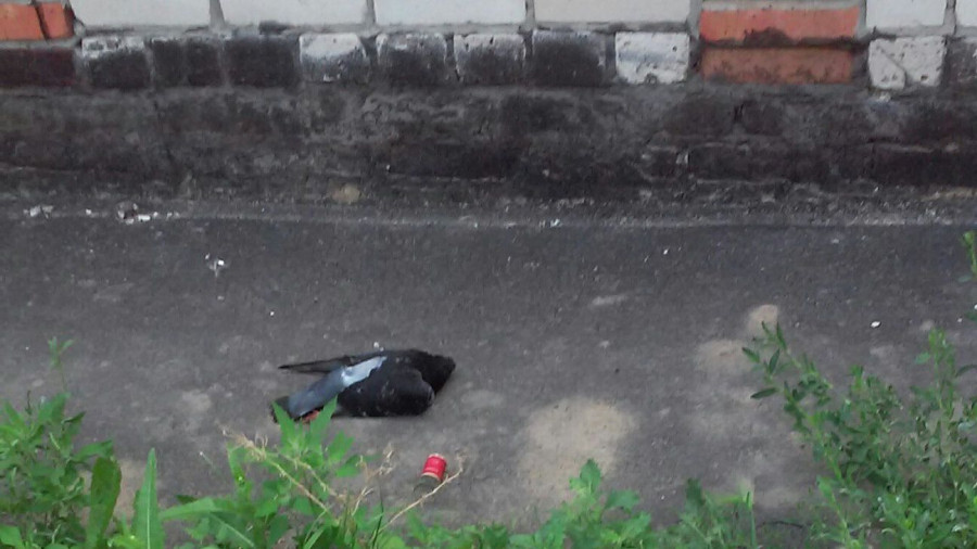 Мертвые голуби в Барнауле.