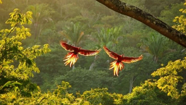 Красные попугаи ара в Коста-Рике