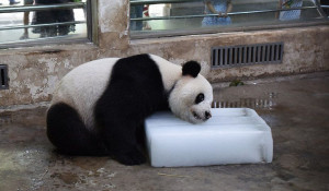 Панда в китайском зоопарке спасается от жары.