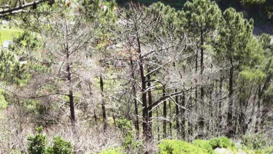 Лес, пораженный сосновой стволовой нематодой.