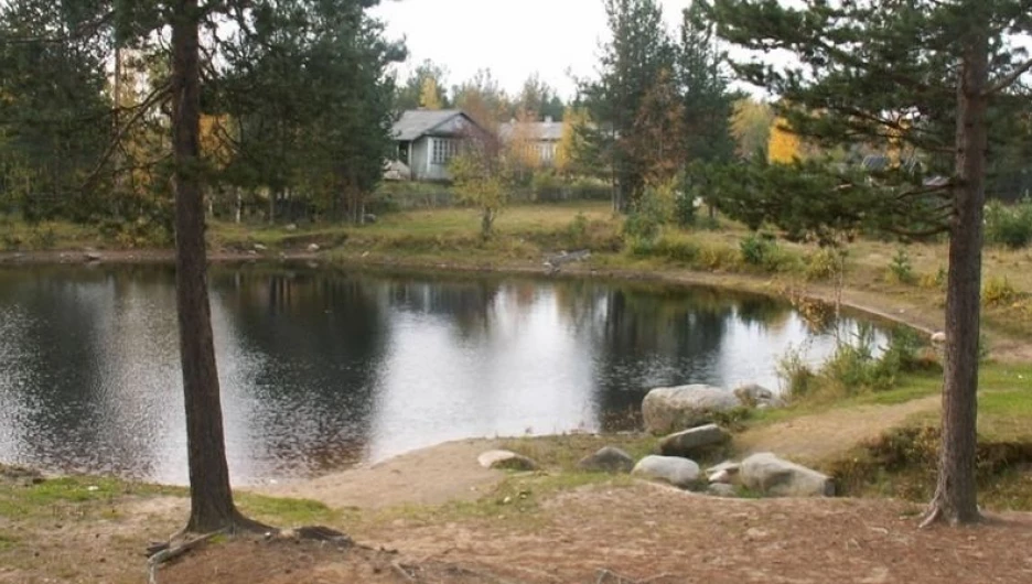 Карельские сосны у поселка Ледмозеро стерегут покой погибших участников операции "Петля".    