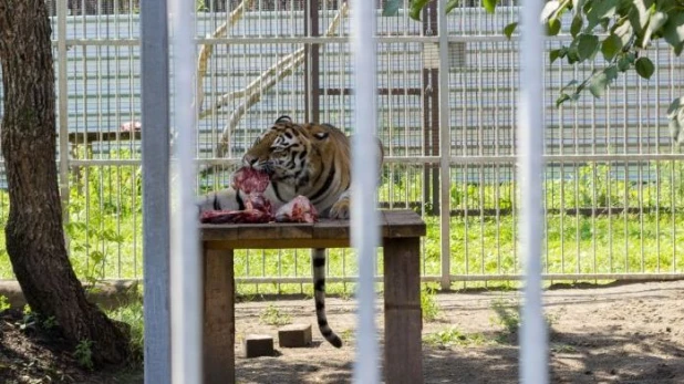 День рождения Барнаульского зоопарка.