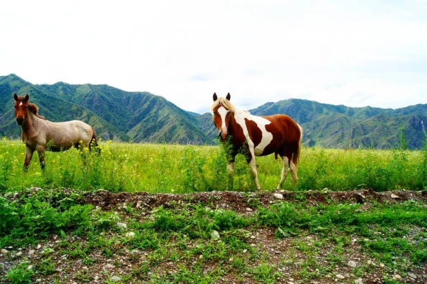 Туристы фотографируют животных на Алтае.