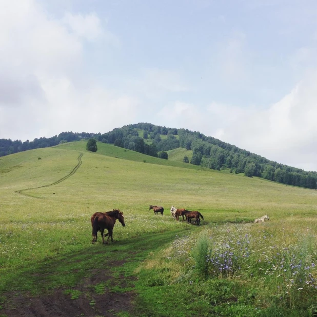 Туристы фотографируют животных на Алтае.