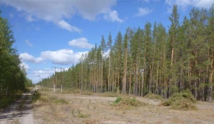 Просека после расчистки.