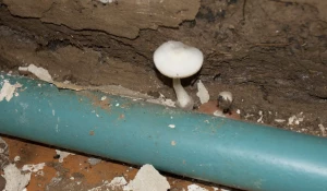 Плесень. Грибы.