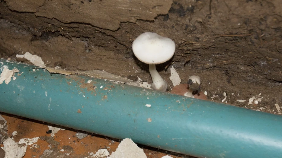 Плесень. Грибы.